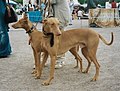 Pharaoh Hounds