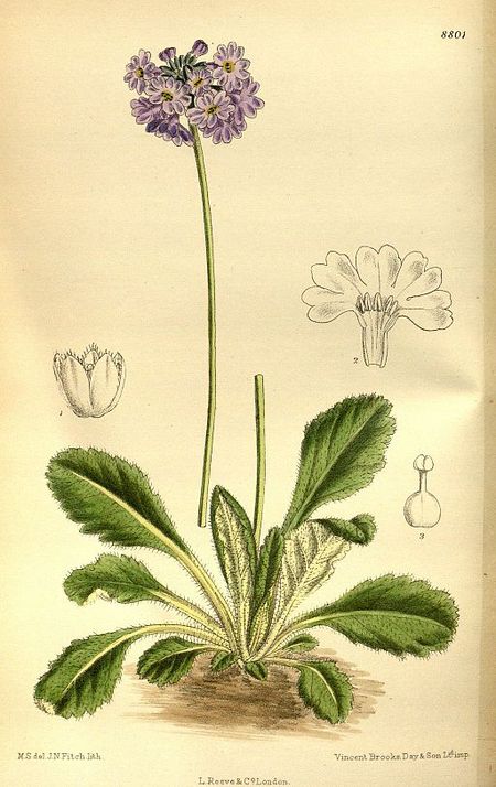 Primula bellidifolia