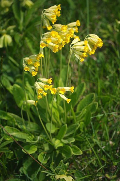 File:Primula veris ENBLA03.JPG