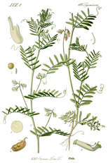Botanical illustration of lentil