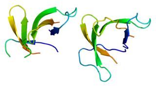 DEFA5 Mammalian protein found in Homo sapiens