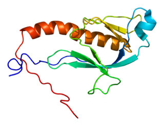 <span class="mw-page-title-main">Dock9</span> Protein-coding gene in the species Homo sapiens