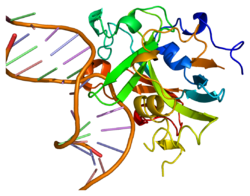Protein MPG PDB 1bnk.png