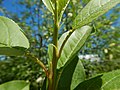 Prunus virginiana - chokecherry - Flickr - Matt Lavin (12).jpg