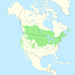 Prunus virginiana range map.svg