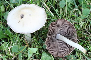 <i>Candolleomyces</i> Genus of fungi