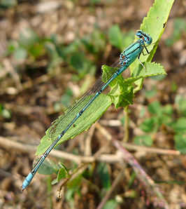 Pseudagrion decorum