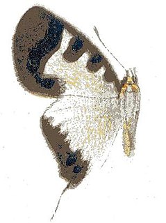 <i>Pseudaletis clymenus</i> Species of butterfly