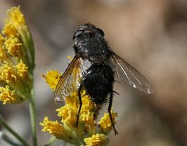 Pseudogonia fasciata