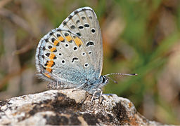 December 19: the butterfly Pseudophilotes bavius