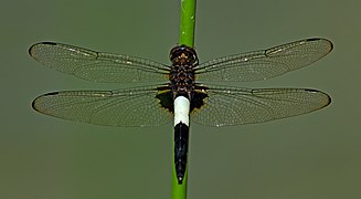 Pseudothemis zonata, Keitakuen, Osaka