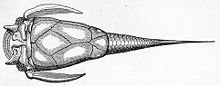 Pterichthyodes milleri reconstruction showing body armour and tail scales Pterichthys.jpg