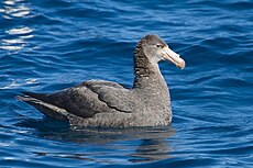 Imm. Northern Giant Petrel (Macronectes halli) in flight, East of the Tasman Peninsula, Tasmania, Australia