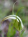 Pterostylis revoluta Australia near Mihi Falls in the Oxley Wild Rivers National Park