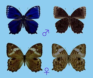 <i>Ptychandra</i> Genus of butterfly