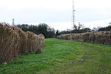 Elephant grass (Miscanthus giganteus) is an experimental energy crop. Public Footpath Through Elephant Grass - geograph.org.uk - 291522.jpg