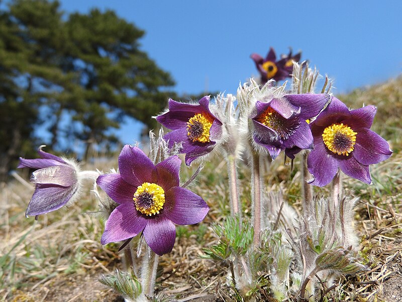 Pulsatilla 9ch para que sirve