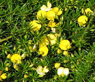 <i>Pultenaea pedunculata</i> Species of plant