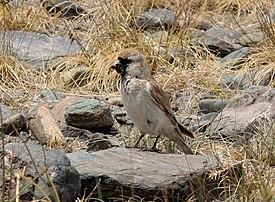 Монгольский земляной воробей (Pyrgilauda davidiana)