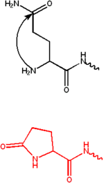 Structure of Pyroglutamate