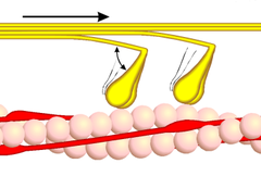 Dwarsverbindingcyclus fase 2 - Myosinekopjes (geel) vallen voorover en glijden zo langs het actine (roze). ATP gaat daarbij over in ADP en fosfaat. De aangeduide hoek is ongeveer 50°.