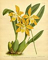 Oncidium spectatissimum (as syn. Odontoglossum triumphans var. aureum) Plate 460 in: R.Warner - B.S.Williams: The Orchid Album (1882-1897)