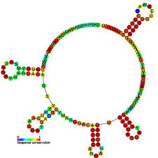 PrrB/RsmZ RNA family