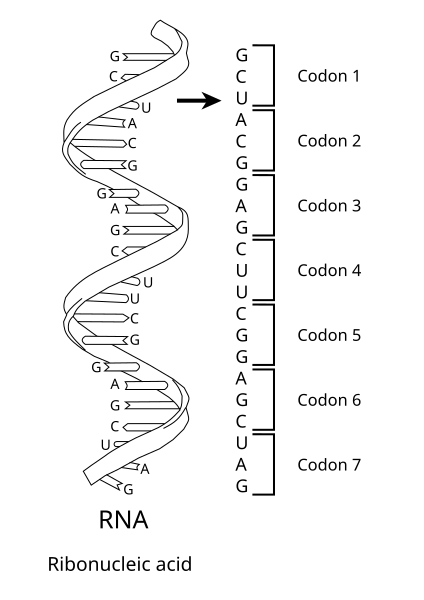 File:RNA-codons.svg