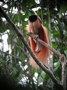 Птица смотрит вверх с зеленым лицом, черной грудью и розовой нижней частью тела. Длинные перья на крыльях и хвосте. 