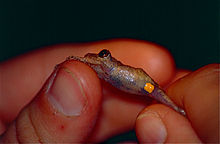 Sade sammakko (Pristimantis inguinalis) (10382542773) .jpg