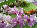 Rakhi_made_with_flowers,_seeds,_leaves,_dry_fruits_and_love