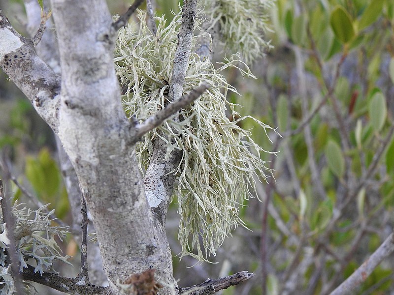 File:Ramalina farinacea 148914481.jpg