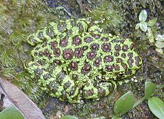 Ishikawas frog Species of amphibian