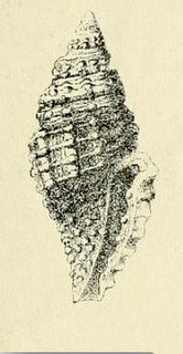 <i>Raphitoma enginaeformis</i> Species of mollusc