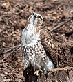 * Nomination Red-tailed hawk in the Central Park Ramble --Rhododendrites 22:03, 4 April 2022 (UTC) * Promotion Good quality. -- Ikan Kekek 05:22, 5 April 2022 (UTC)