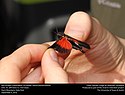 Lăcustă cu aripi roșii (Acrididae, Arphia pseudonietana) (29499270212) .jpg