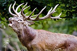 Red deer stag roaring Red deer 2009.jpg