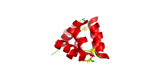 <span class="mw-page-title-main">Relaxin family peptide hormones</span> Protein family