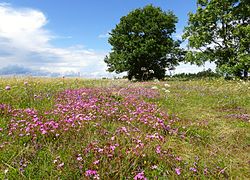 Sandrevleoddens naturreservat, juli 2016. jpg