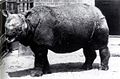 Rhinoceros sondaicus in London Zoo.jpg