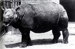 Јавански носорог (Rhinoceros sondaicus)