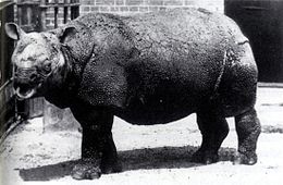 A londoni állatkertben, 1874–1885 között élt jávai orrszarvú tehén