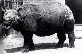 A londoni állatkertben, 1874–1885 között fogva tartott jávai orrszarvú tehén