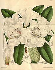 <center>Rhododendron auriculatum</center>