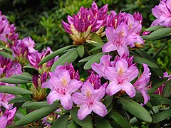 Description de l'image Rhododendron catawbiense 20.JPG.