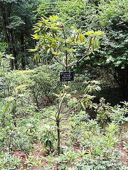 Rododendron dekorum subsp. 
 disprepes - Kunming Botanical Garden - DSC02825. 
 JPG