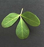 Rhoicissus revoilii leaf.JPG