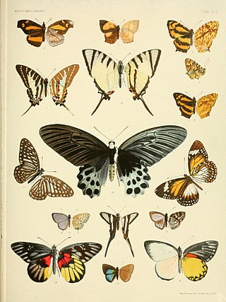 <i>Symbrenthia hypatia</i> Species of butterfly