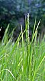 * Nomination rice in jaffna --Maathavan 14:13, 19 May 2014 (UTC) * Decline Very noisy. --Mattbuck 21:30, 26 May 2014 (UTC)