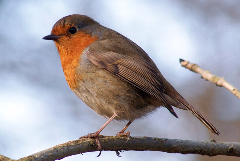 File:Robin, Leighton Moss January 2009.jpg